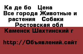 Ка де бо › Цена ­ 25 000 - Все города Животные и растения » Собаки   . Ростовская обл.,Каменск-Шахтинский г.